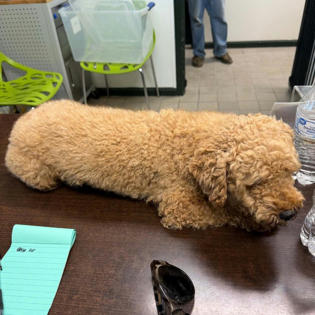 Enlarge Biscuit, a Adoptable Miniature Poodle in Erie, PA image 1/3
