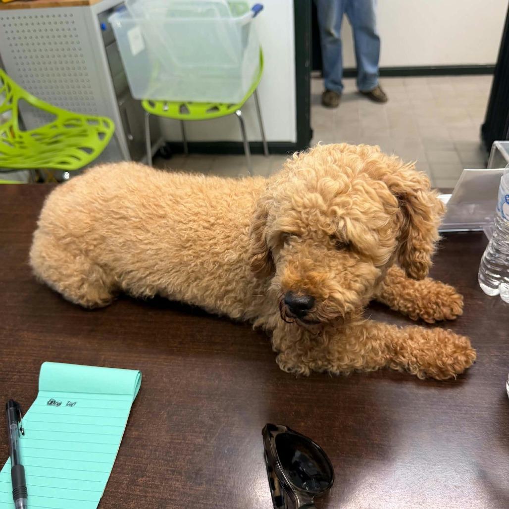 Enlarge Biscuit, a Adoptable Miniature Poodle in Erie, PA image 2/3