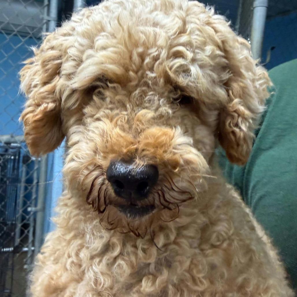 Enlarge Biscuit, a Adoptable Miniature Poodle in Erie, PA image 3/3