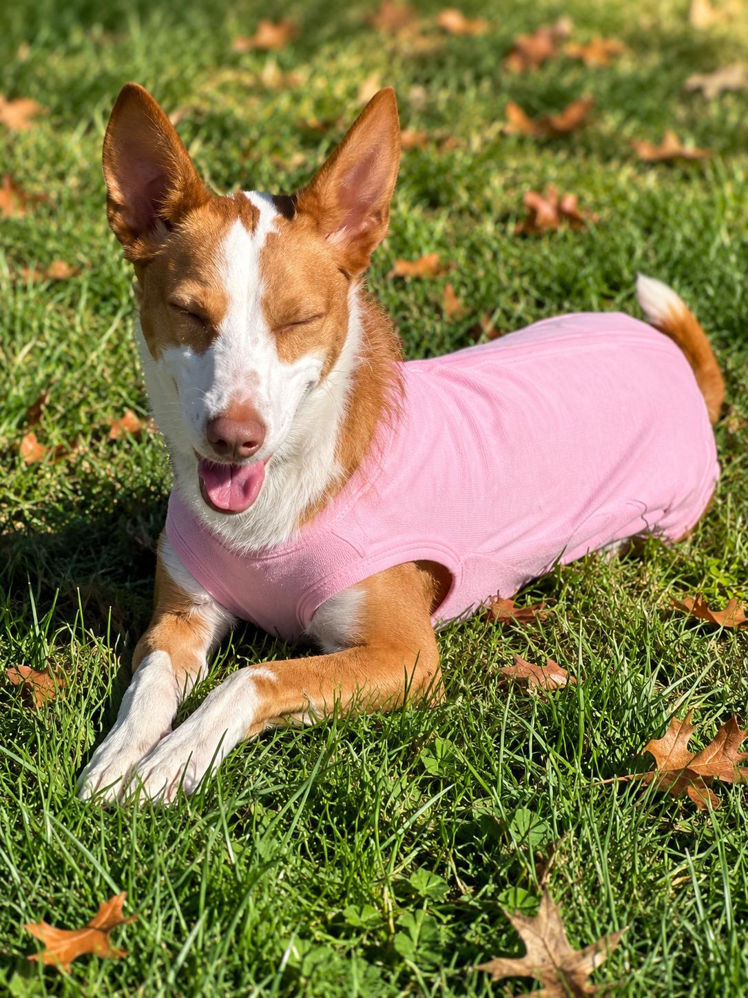 Enlarge Tawny, a Adoptable Portuguese Podengo in HANSON, MA image 1/3