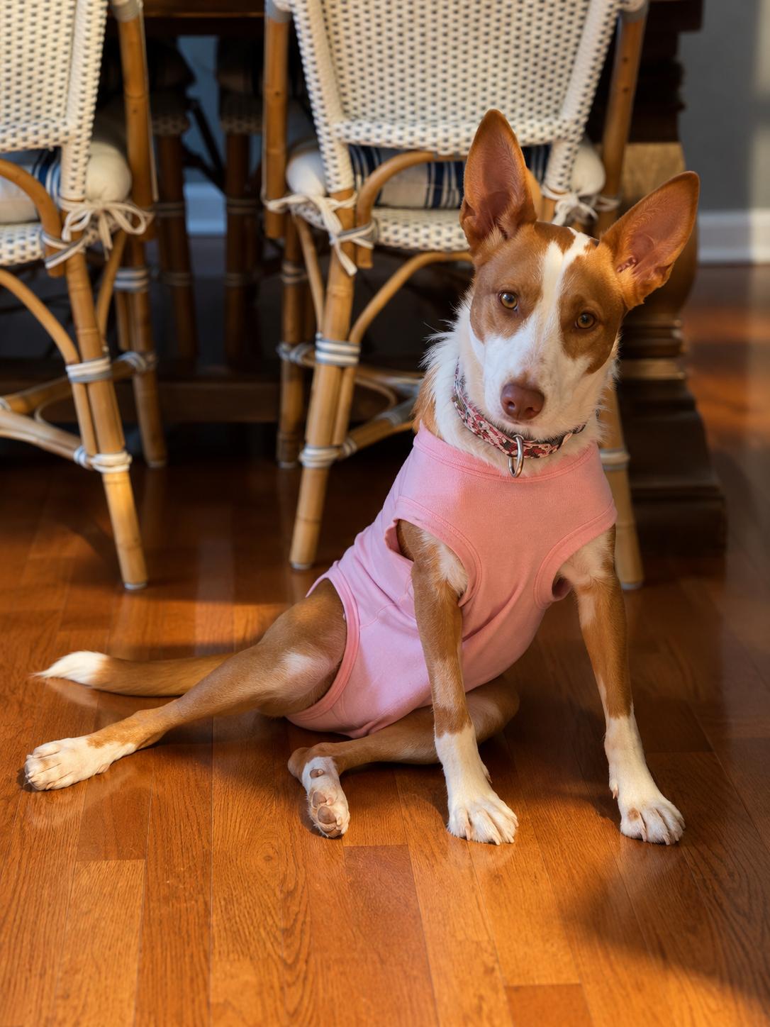 Enlarge Tawny, a Adoptable Portuguese Podengo in HANSON, MA image 2/3