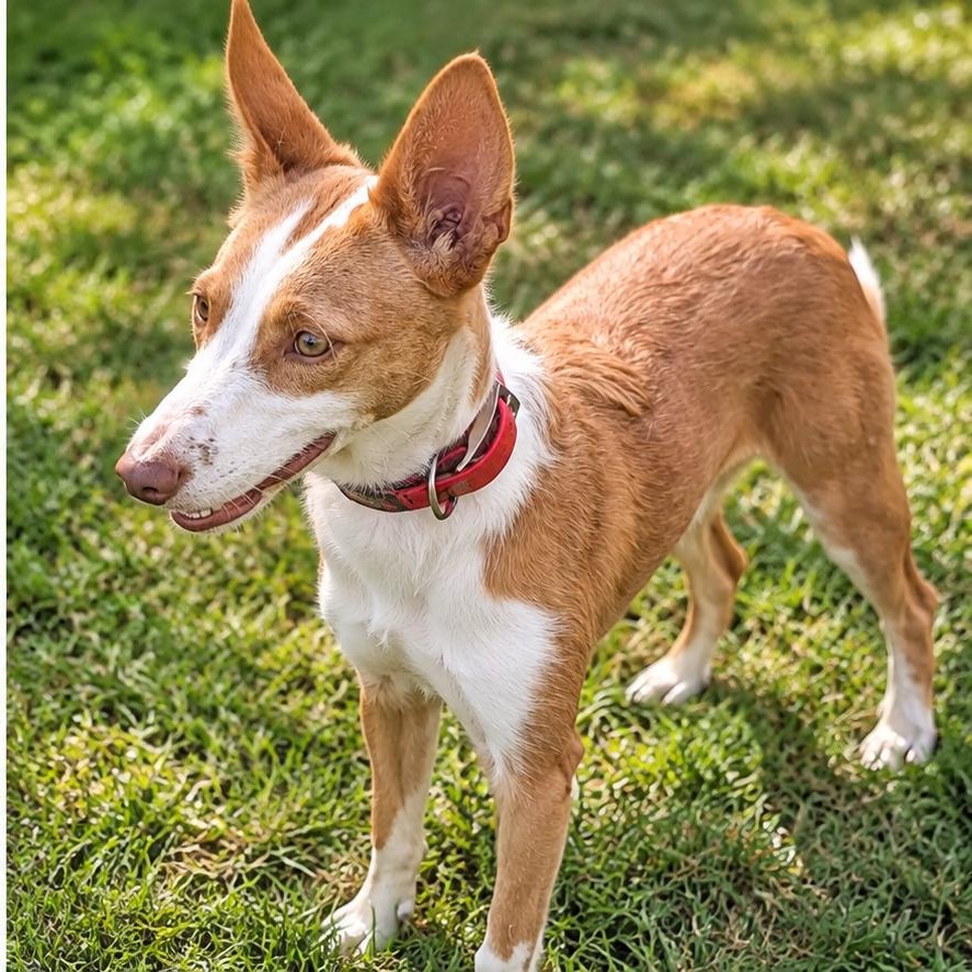 Enlarge Tawny, a Adoptable Portuguese Podengo in HANSON, MA image 3/3