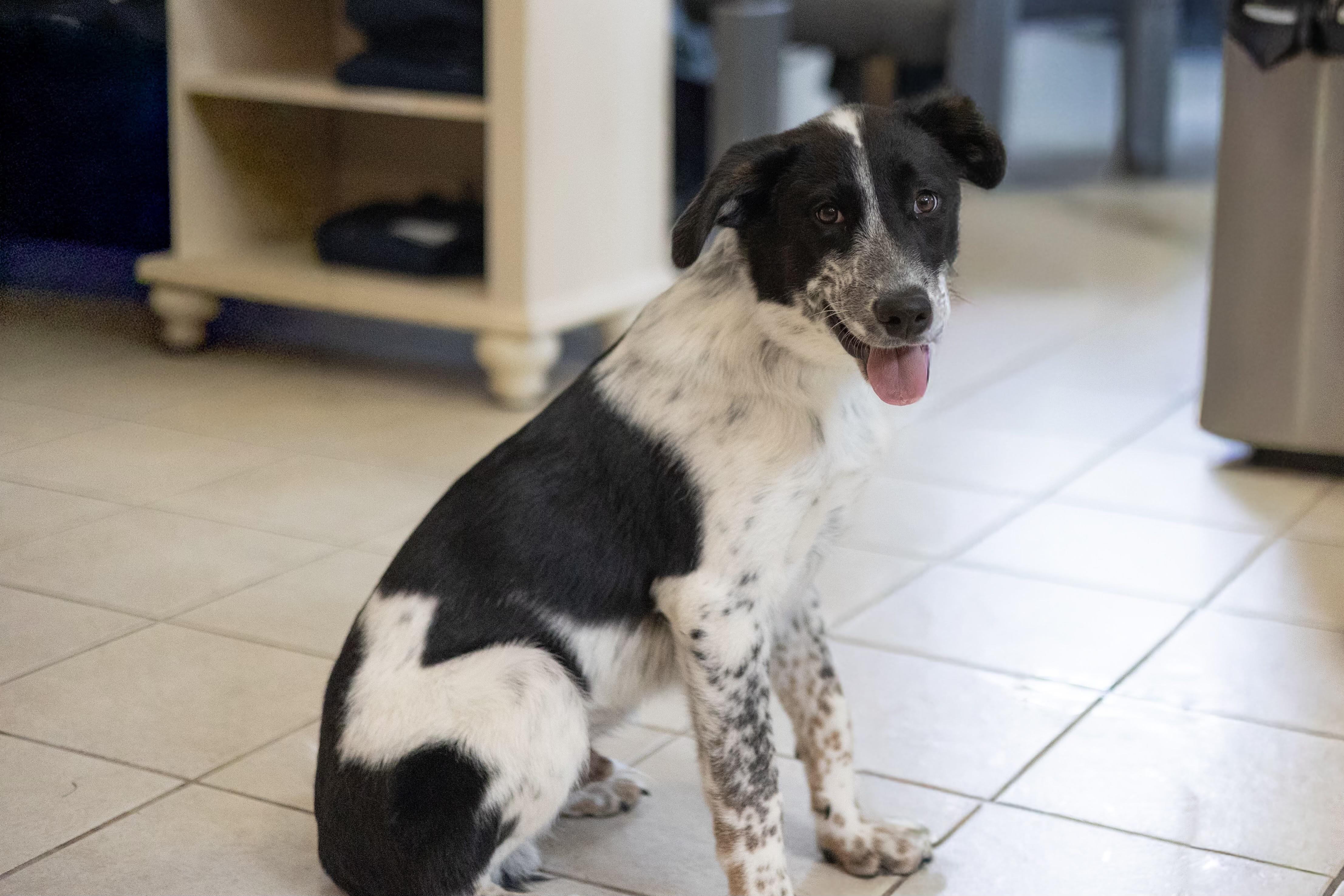 Tucker, adopted, Puppy Male Great Pyrenees & Australian Cattle Dog / Blue Heeler.