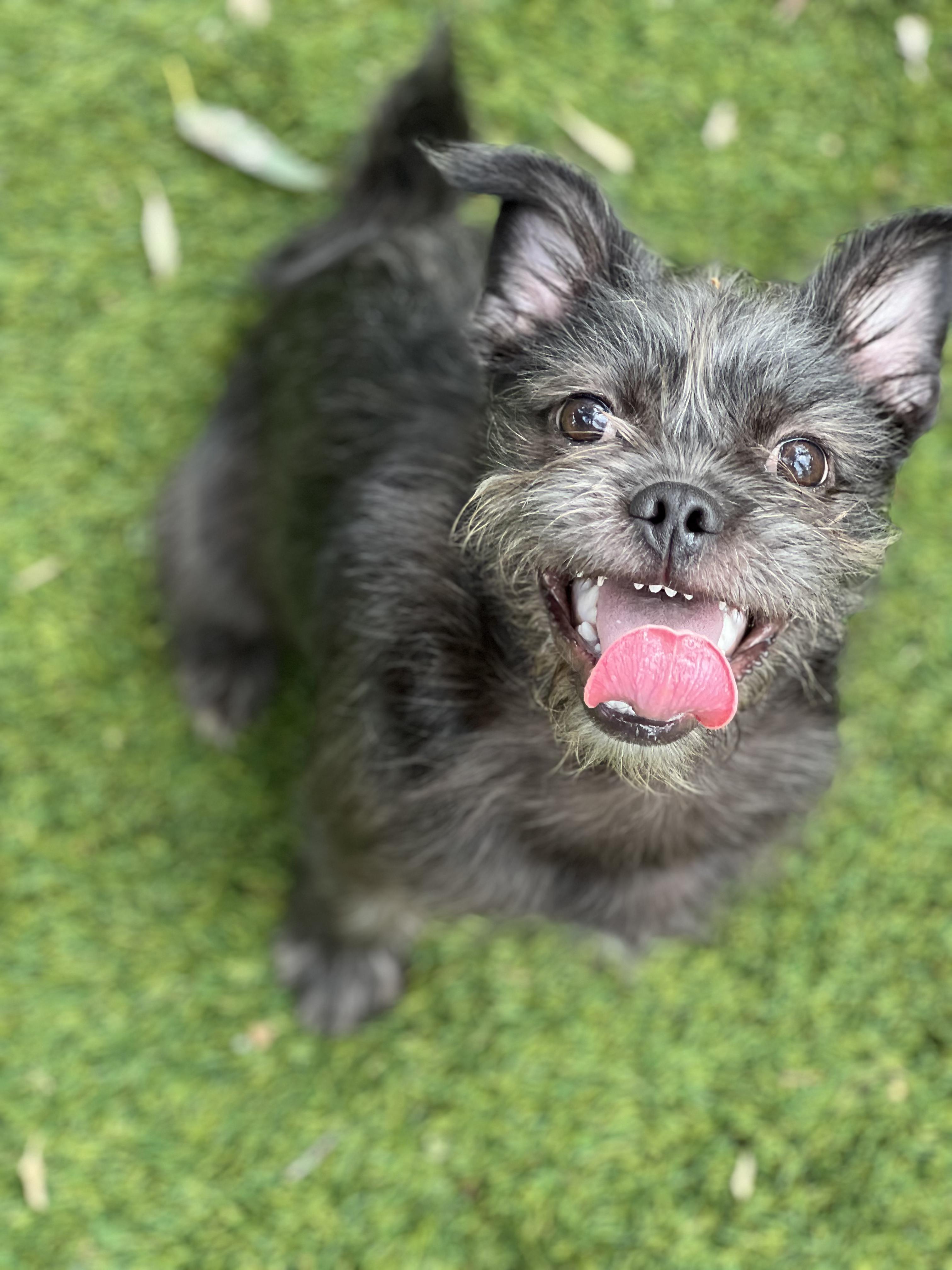 Dart, an adopted mixed breed in West Hollywood, CA image 1/2