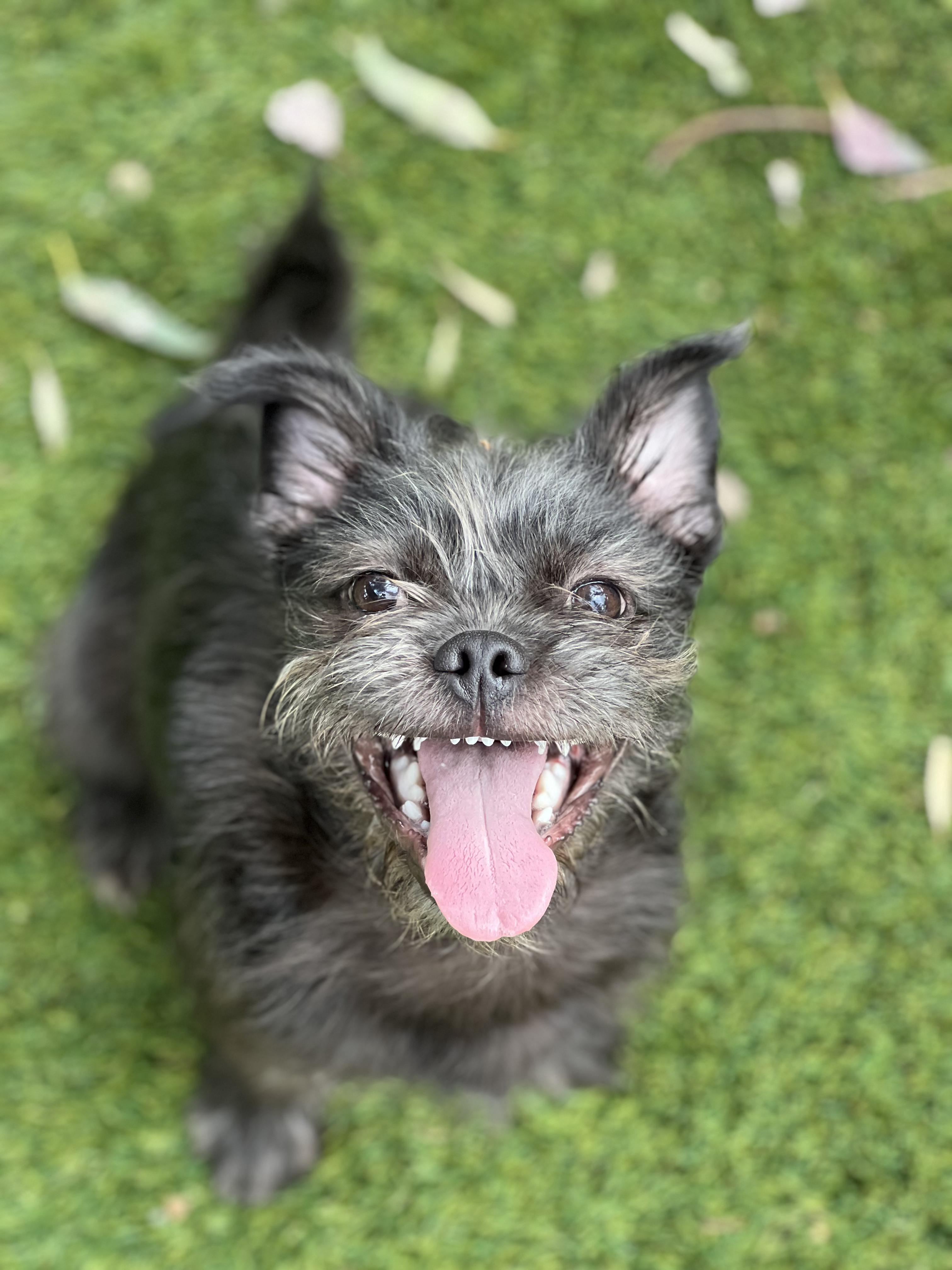Dart, an adopted mixed breed in West Hollywood, CA image 2/2