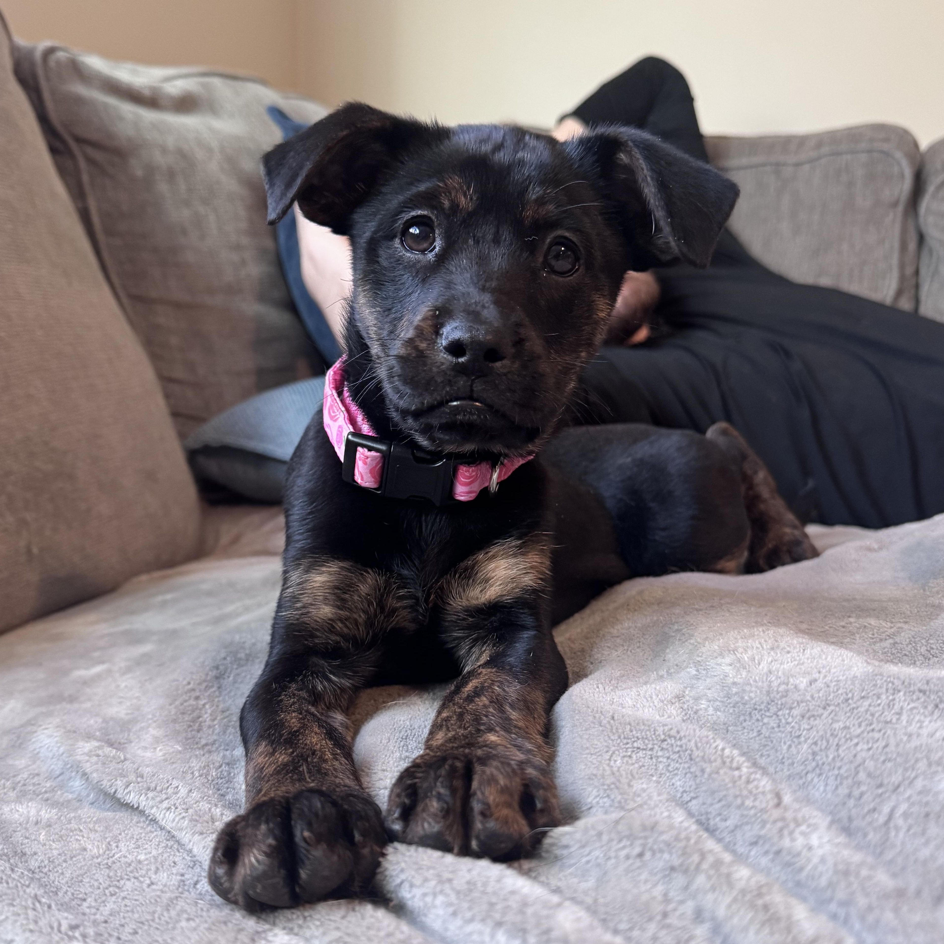 Star, ADOPTABLE, Puppy Female Terrier & Labrador Retriever.