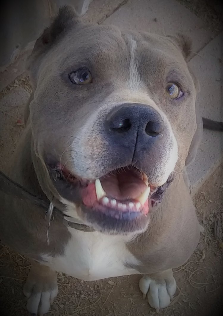 Enlarge GEORGE, a Adoptable Pit Bull Terrier in Oro Valley, AZ image 1/7