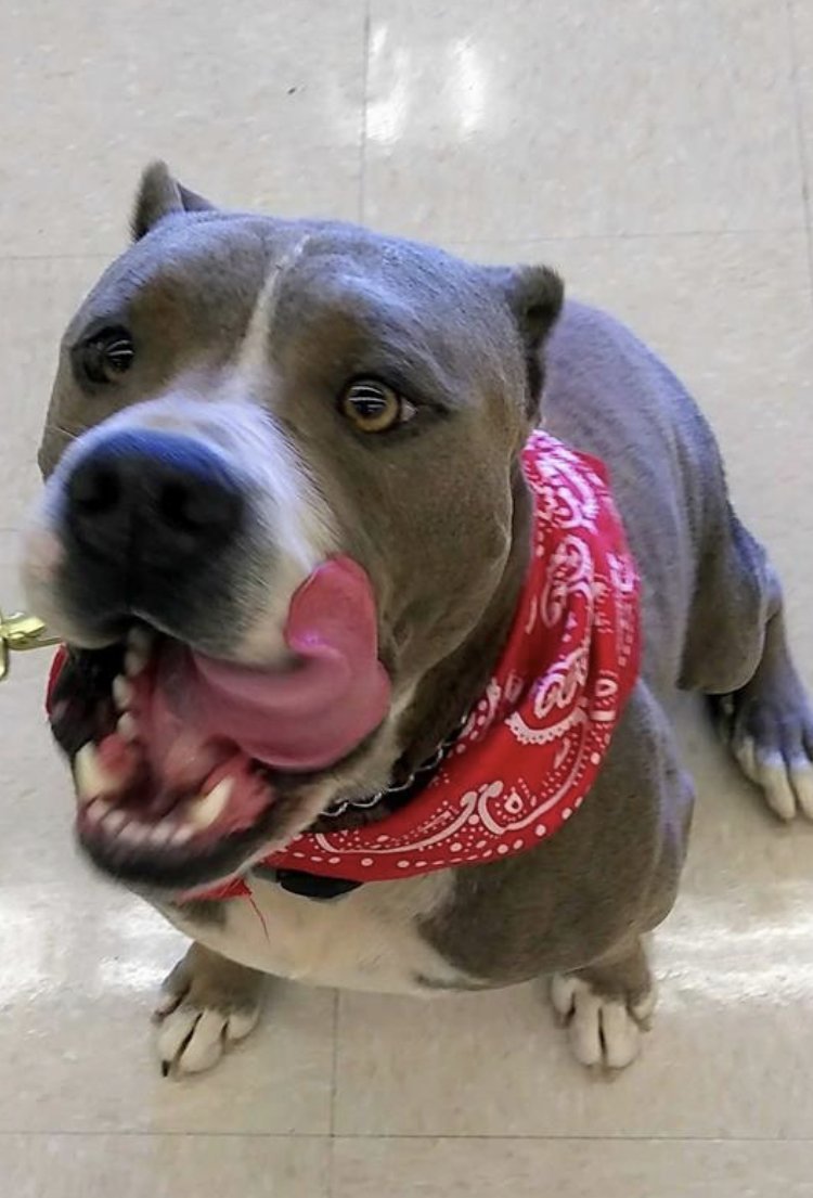 Enlarge GEORGE, a Adoptable Pit Bull Terrier in Oro Valley, AZ image 3/7