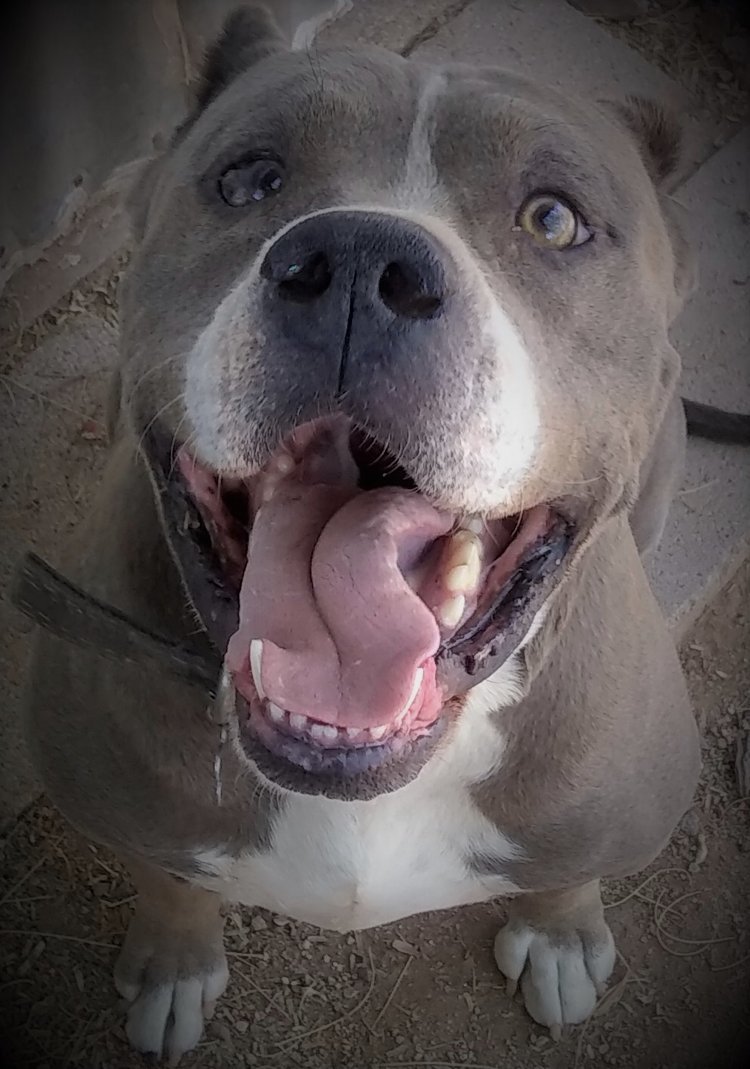 Enlarge GEORGE, a Adoptable Pit Bull Terrier in Oro Valley, AZ image 4/7