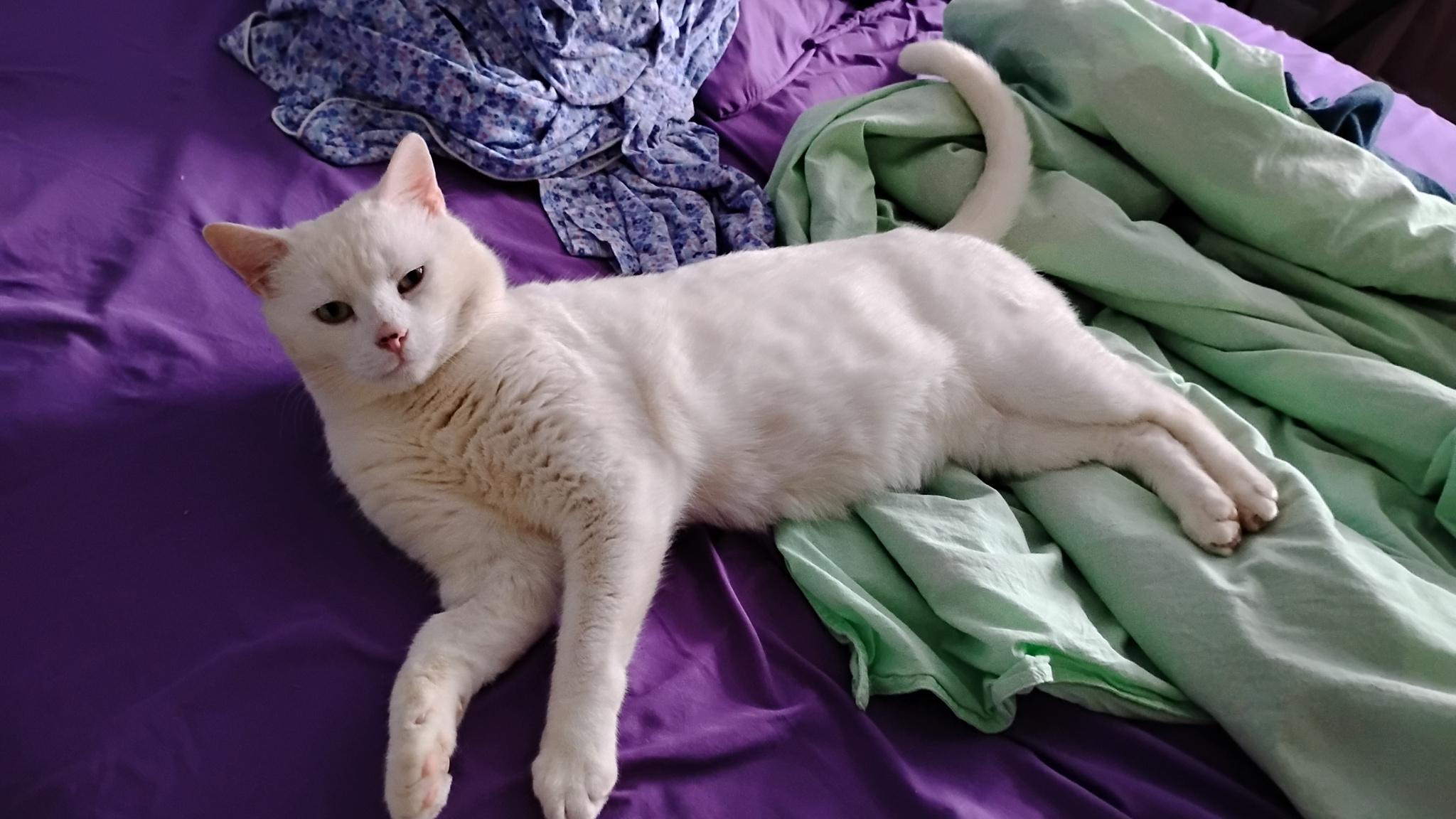 Enlarge Tyson, a ADOPTABLE Domestic Short Hair in Ottawa, ON image 3/5