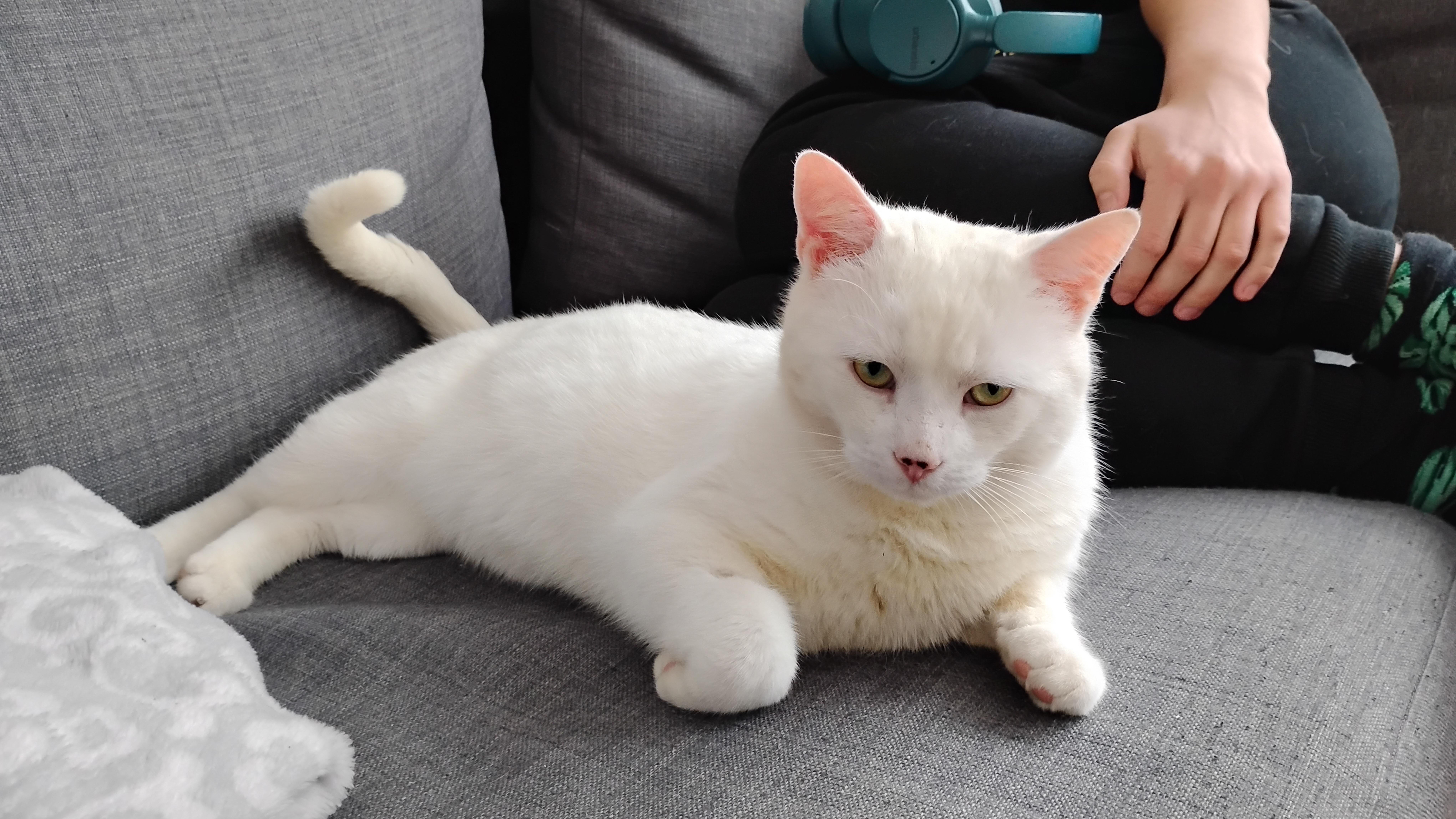 Enlarge Tyson, a ADOPTABLE Domestic Short Hair in Ottawa, ON image 2/5