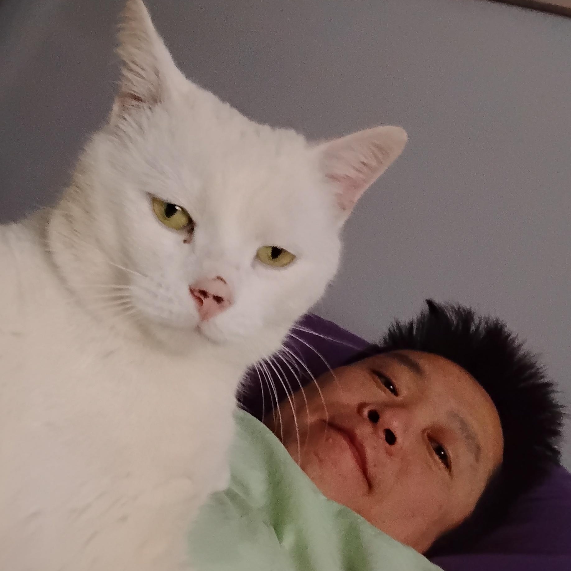 Enlarge Tyson, a ADOPTABLE Domestic Short Hair in Ottawa, ON image 5/5