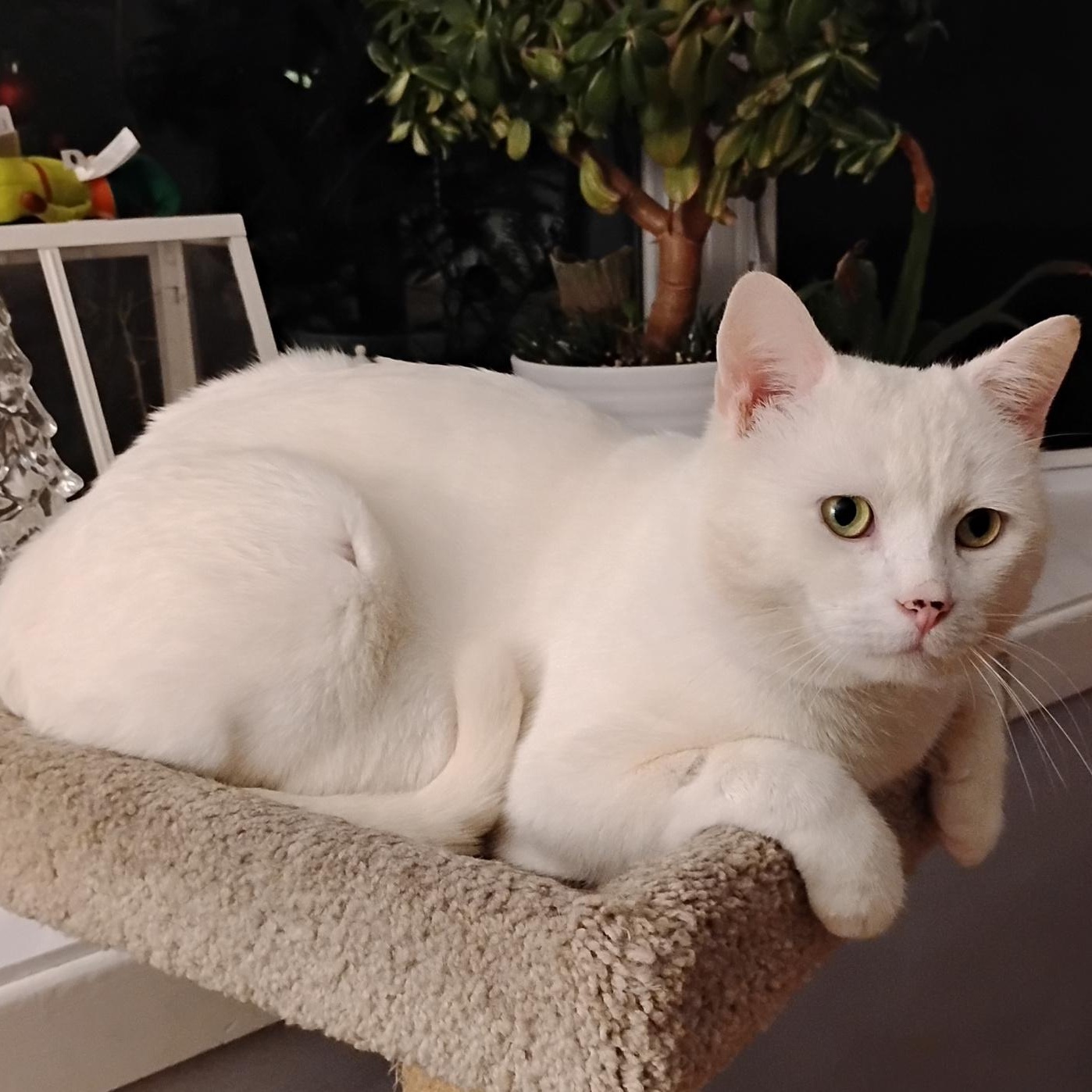 Tyson, ADOPTABLE, Adult Male Domestic Short Hair.