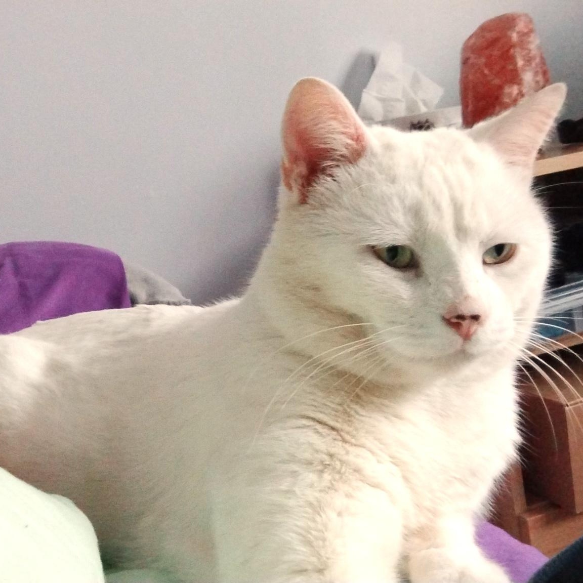 Enlarge Tyson, a ADOPTABLE Domestic Short Hair in Ottawa, ON image 4/5