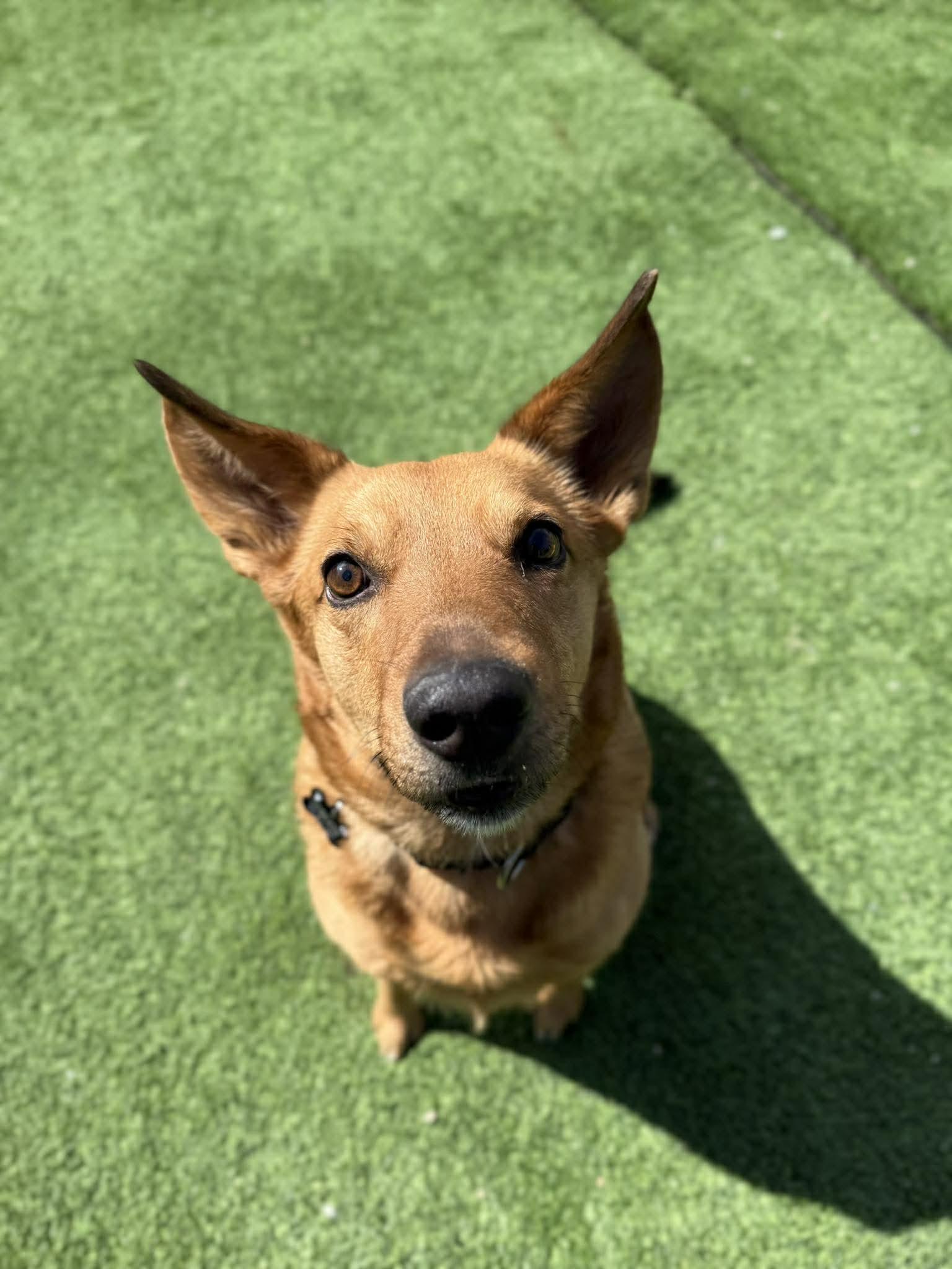 Mellow, a Adopted mixed breed in Cedar Rapids, IA image 1/3