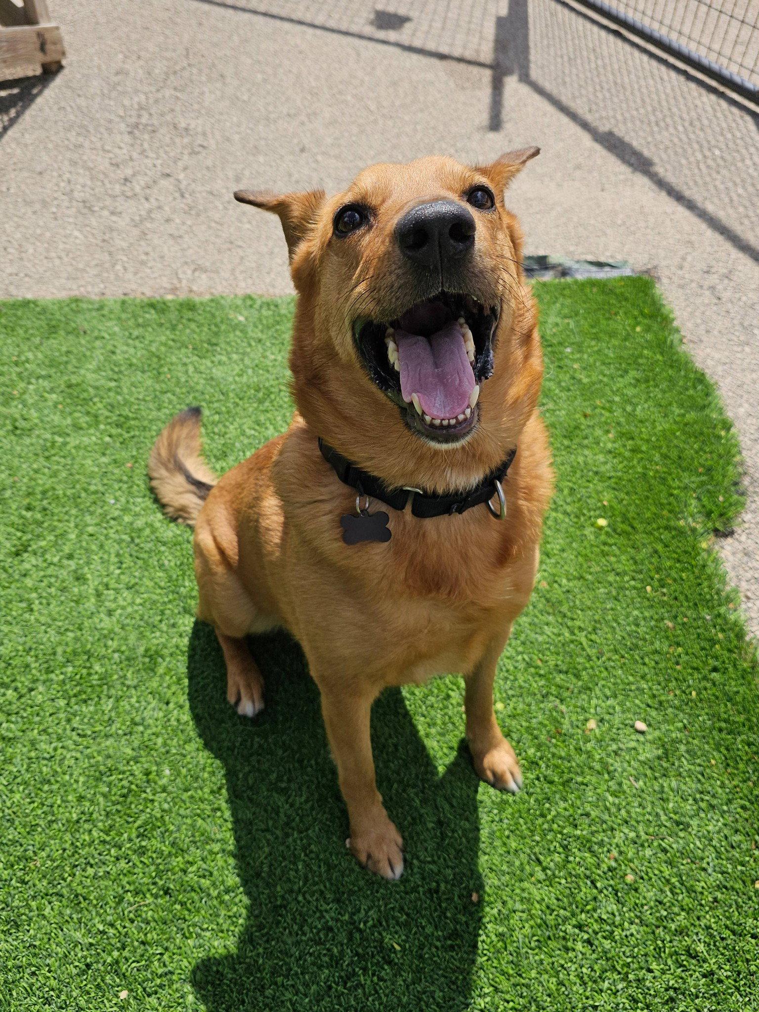 Mellow, a Adopted mixed breed in Cedar Rapids, IA image 2/3