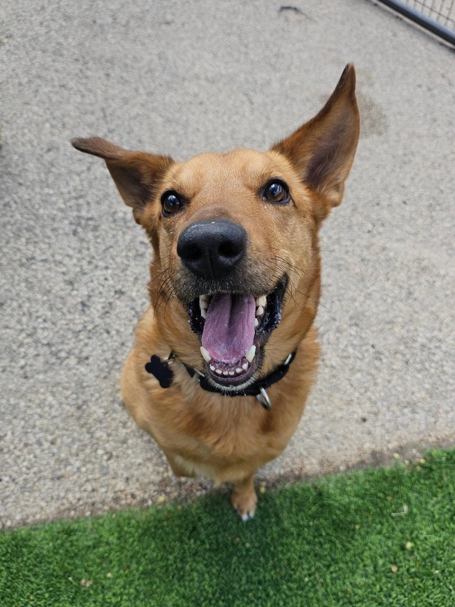 Mellow, a Adopted mixed breed in Cedar Rapids, IA image 3/3