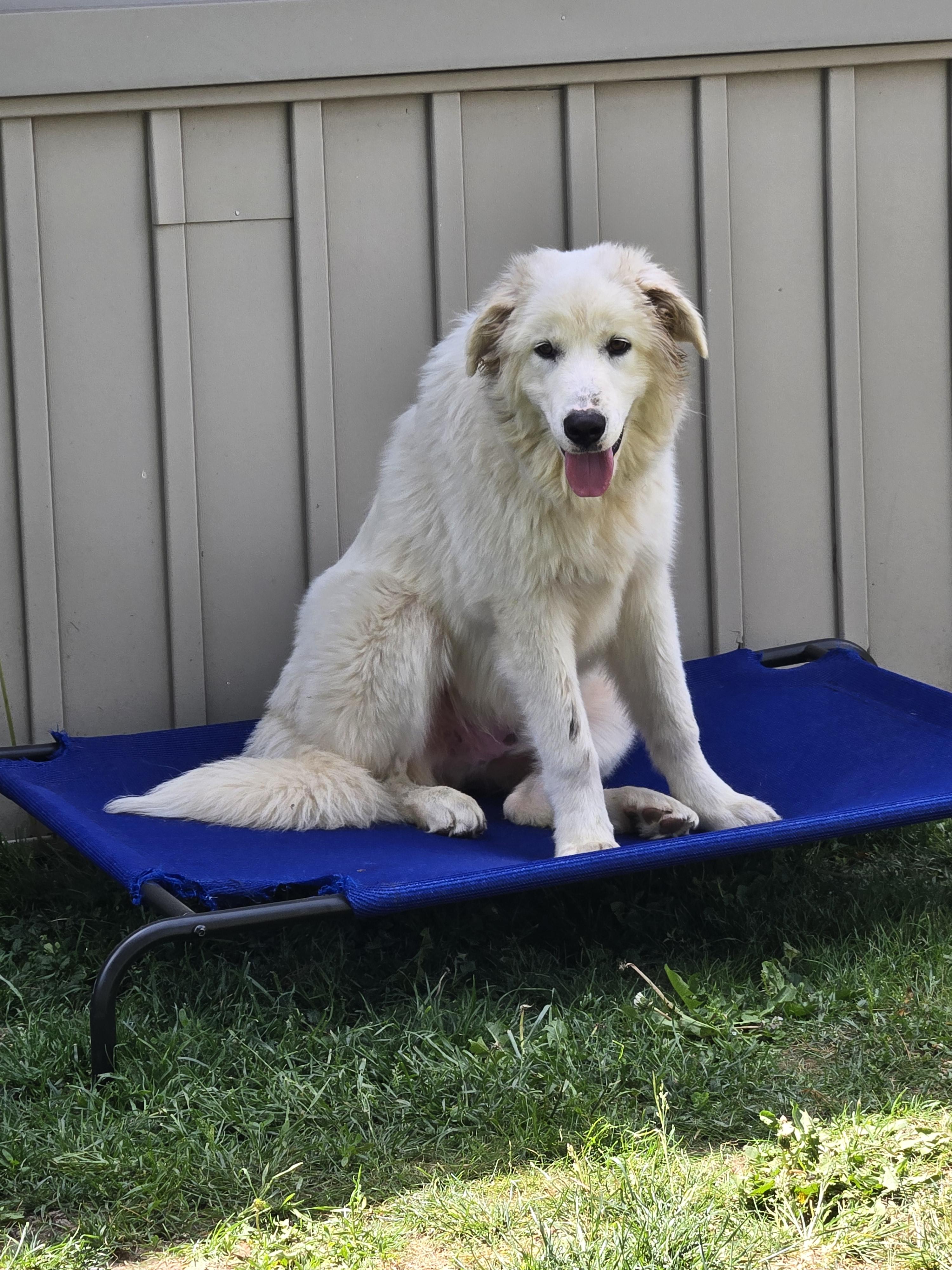 Kelso, an adopted mixed breed in Kenosha, WI image 2/4
