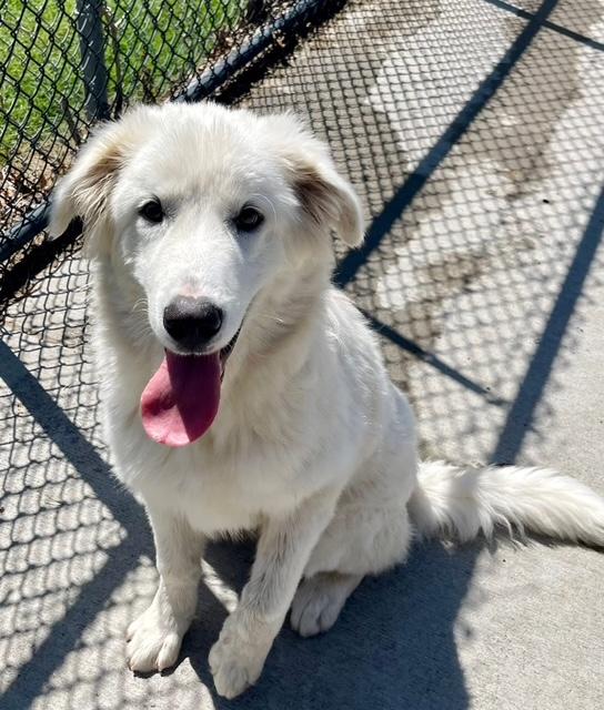 Kelso, adopted, Young Male Great Pyrenees.