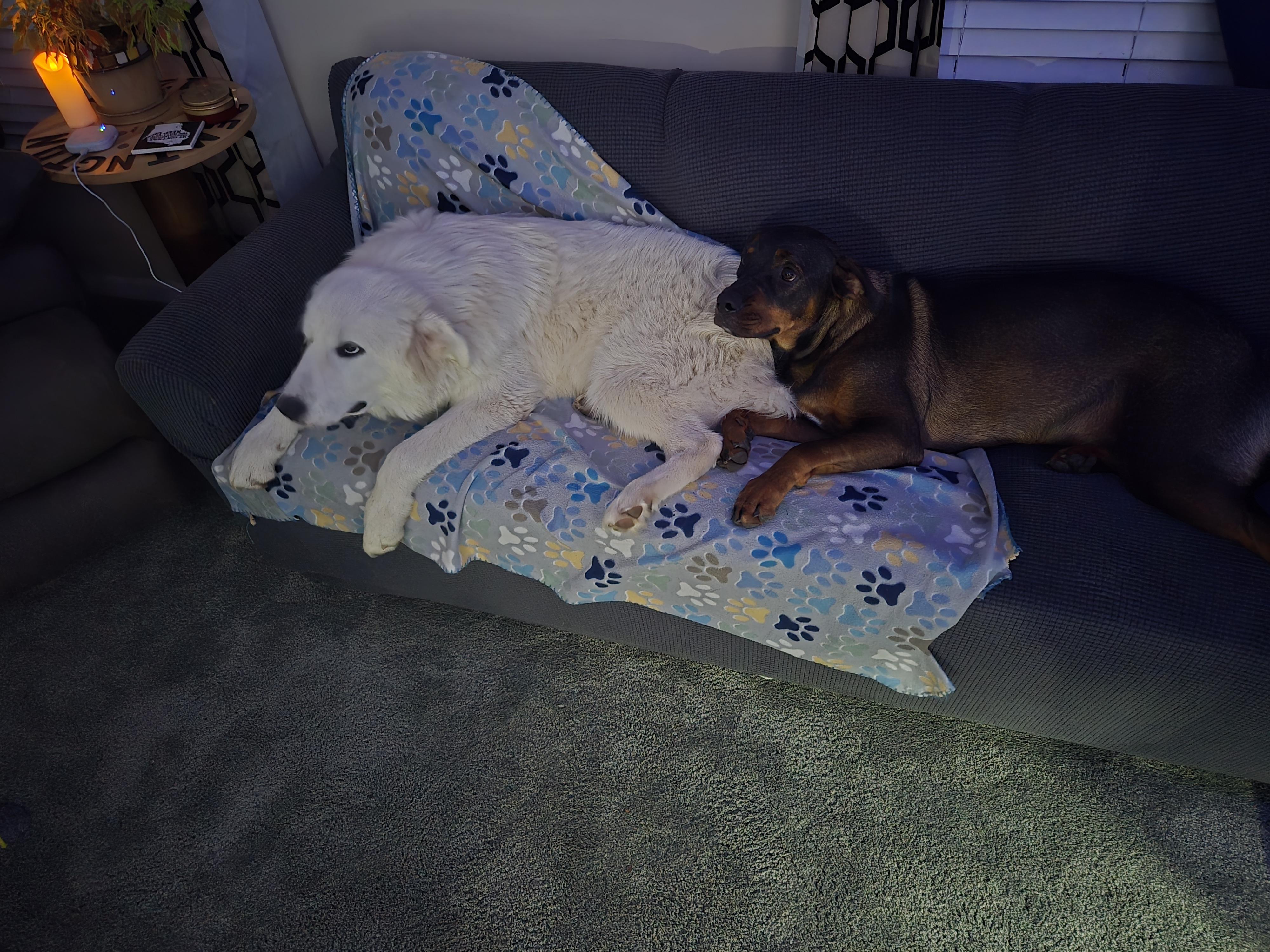 Kelso, an adopted mixed breed in Kenosha, WI image 4/4