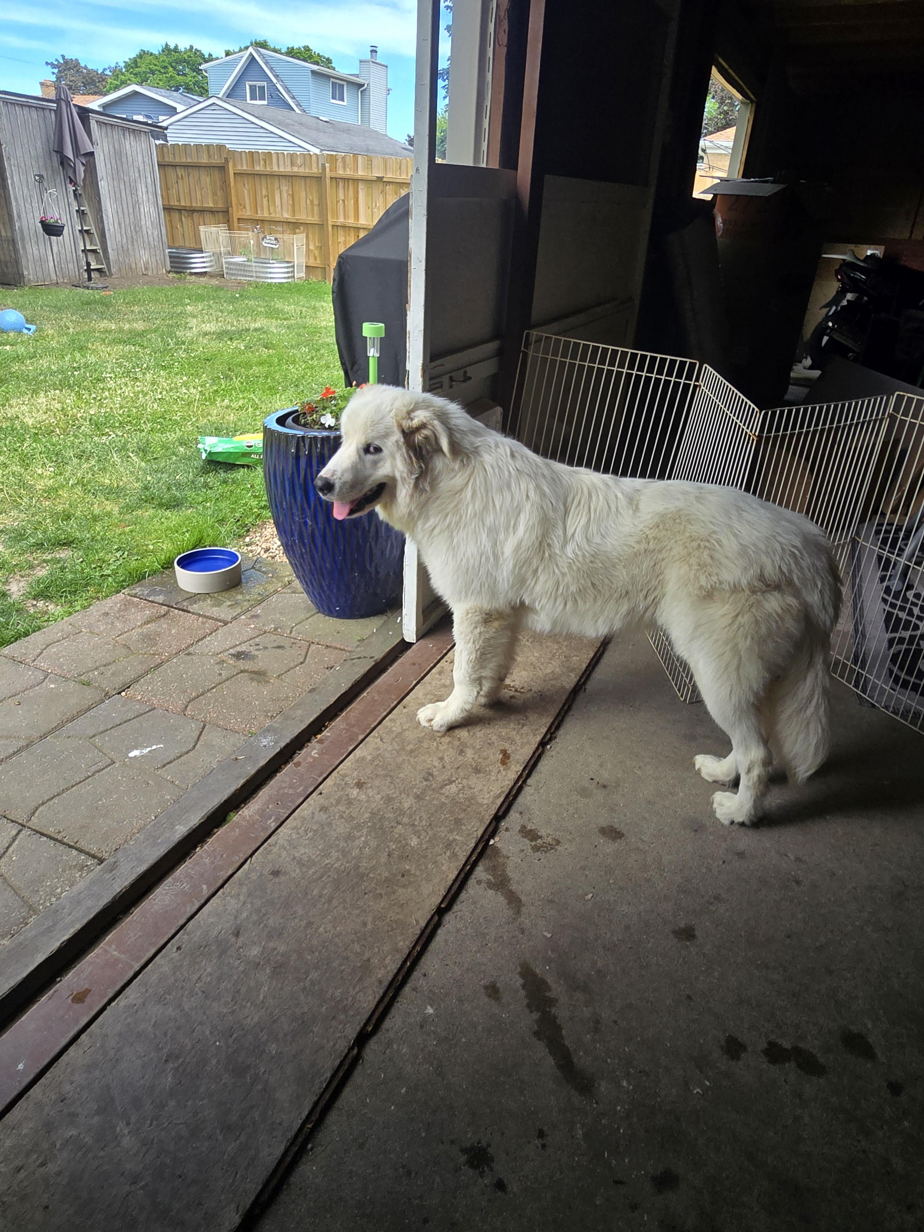 Kelso, an adopted mixed breed in Kenosha, WI image 3/4