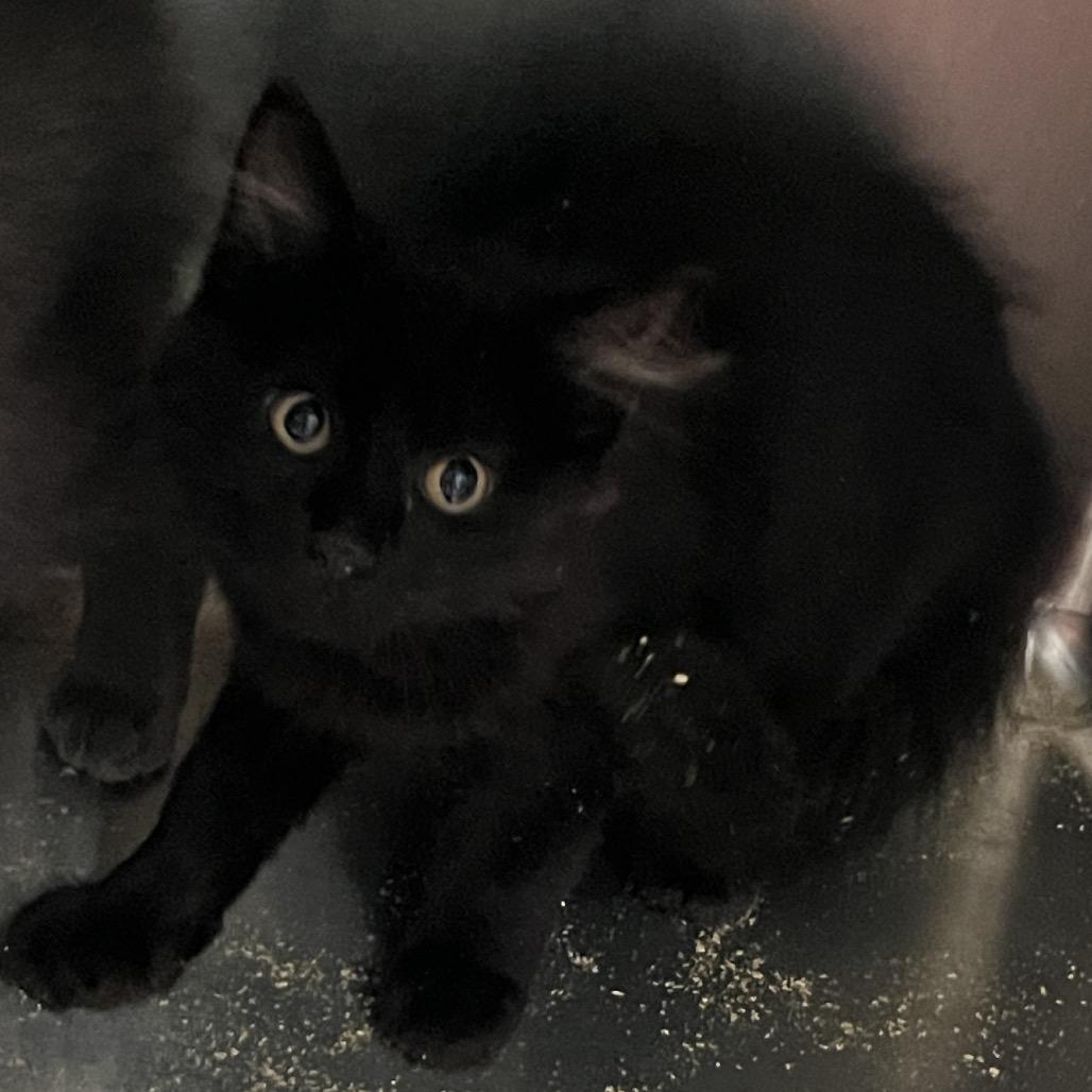 Lipton, Adoptable, Young Male Domestic Medium Hair.
