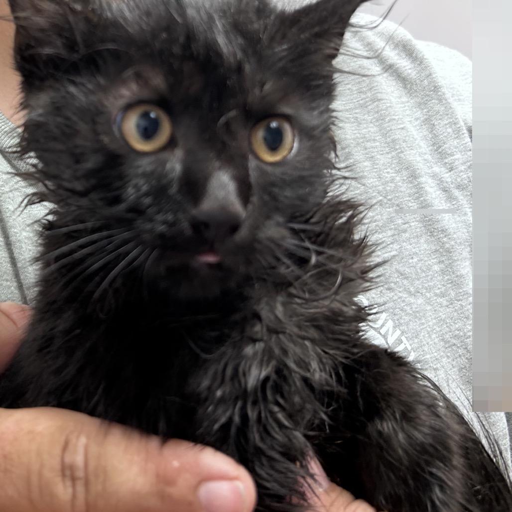 Enlarge Lipton, a Adoptable Domestic Medium Hair in Mount Gilead, NC image 2/3