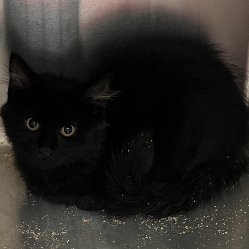 Enlarge Lipton, a Adoptable Domestic Medium Hair in Mount Gilead, NC image 3/3
