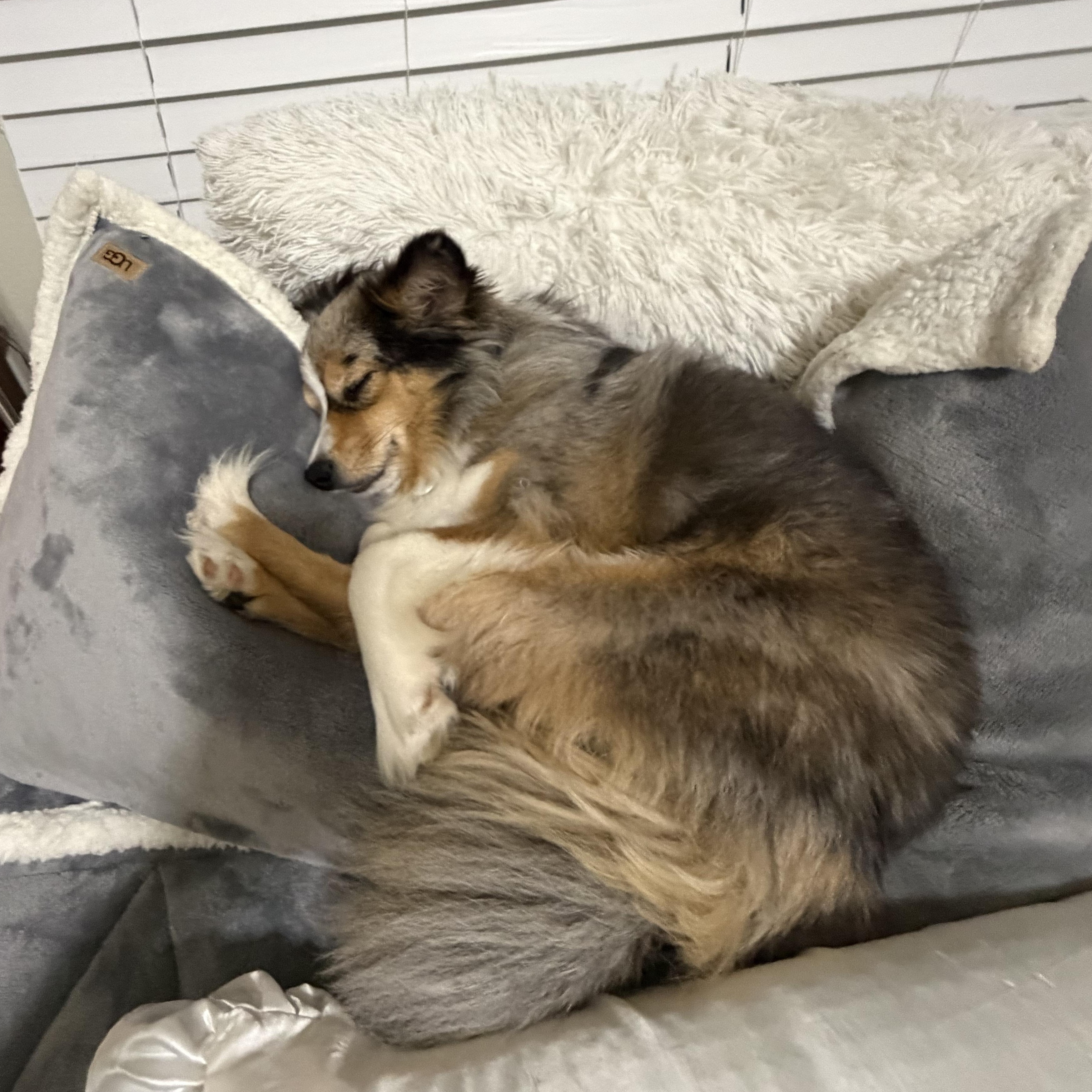 Enlarge Harlo - Mini Aussie, a Adoptable mixed breed in League City, TX image 5/6