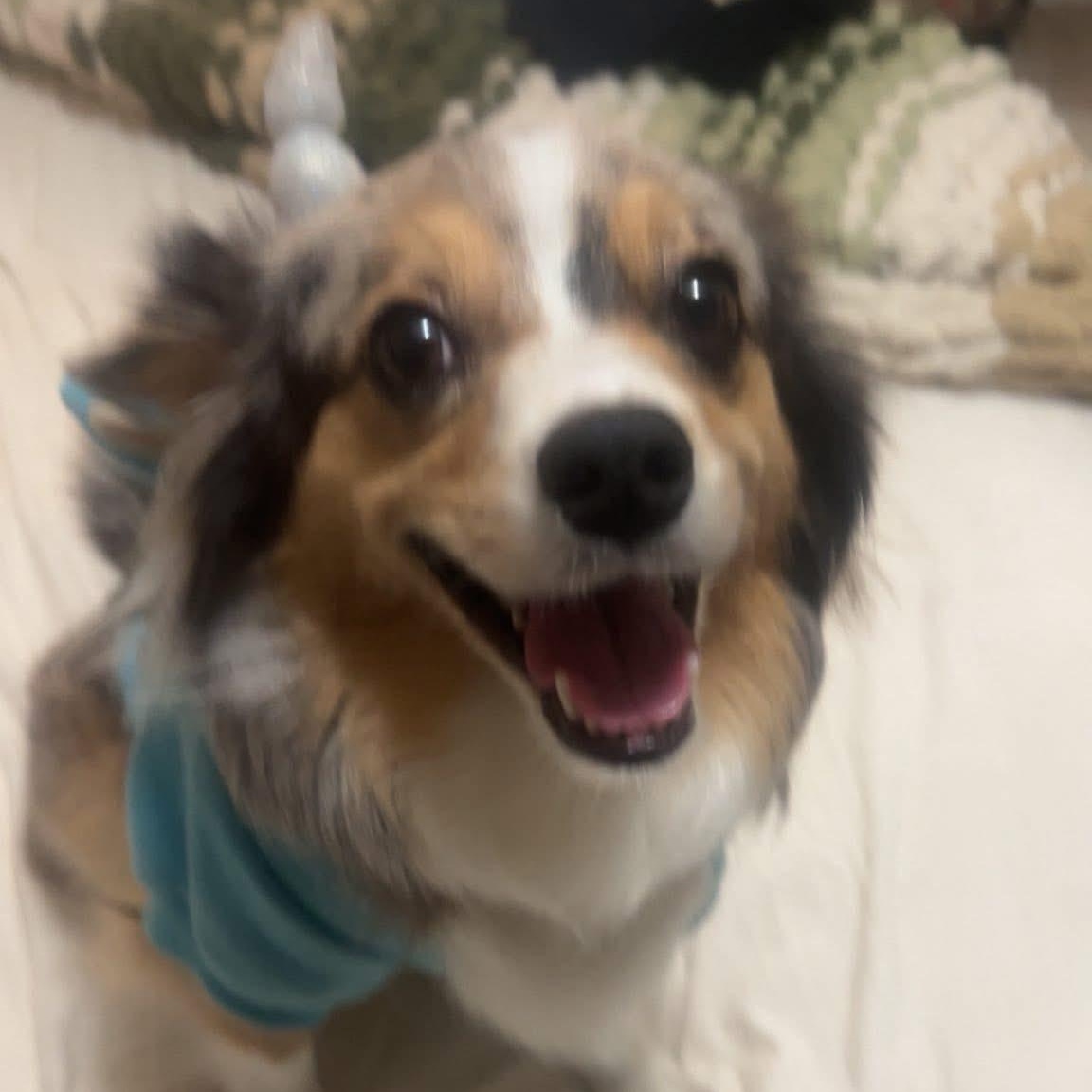 Enlarge Harlo - Mini Aussie, a Adoptable mixed breed in League City, TX image 2/6