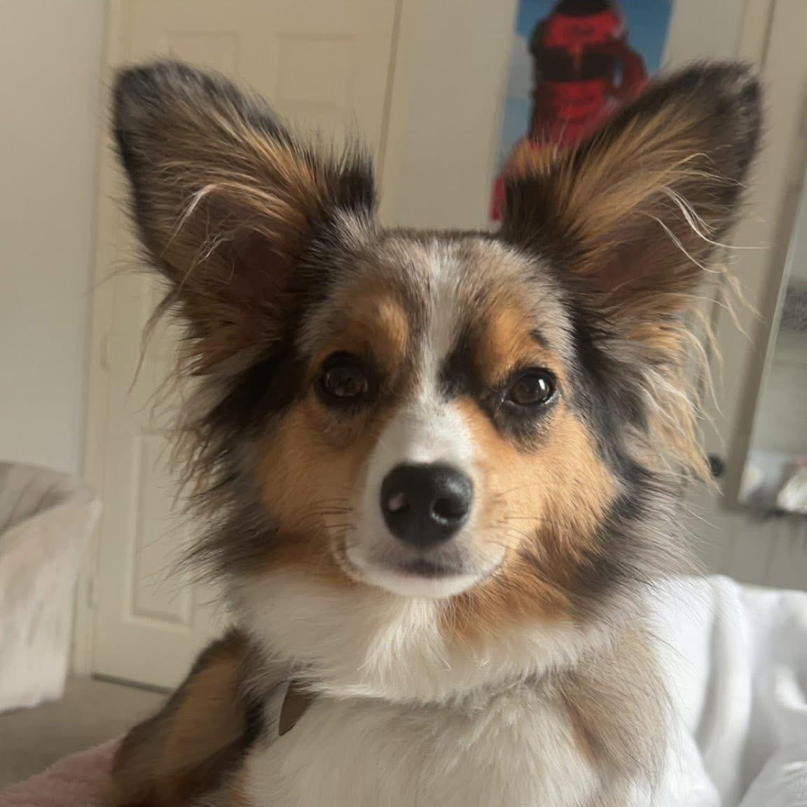 Enlarge Harlo - Mini Aussie, a Adoptable mixed breed in League City, TX image 6/6