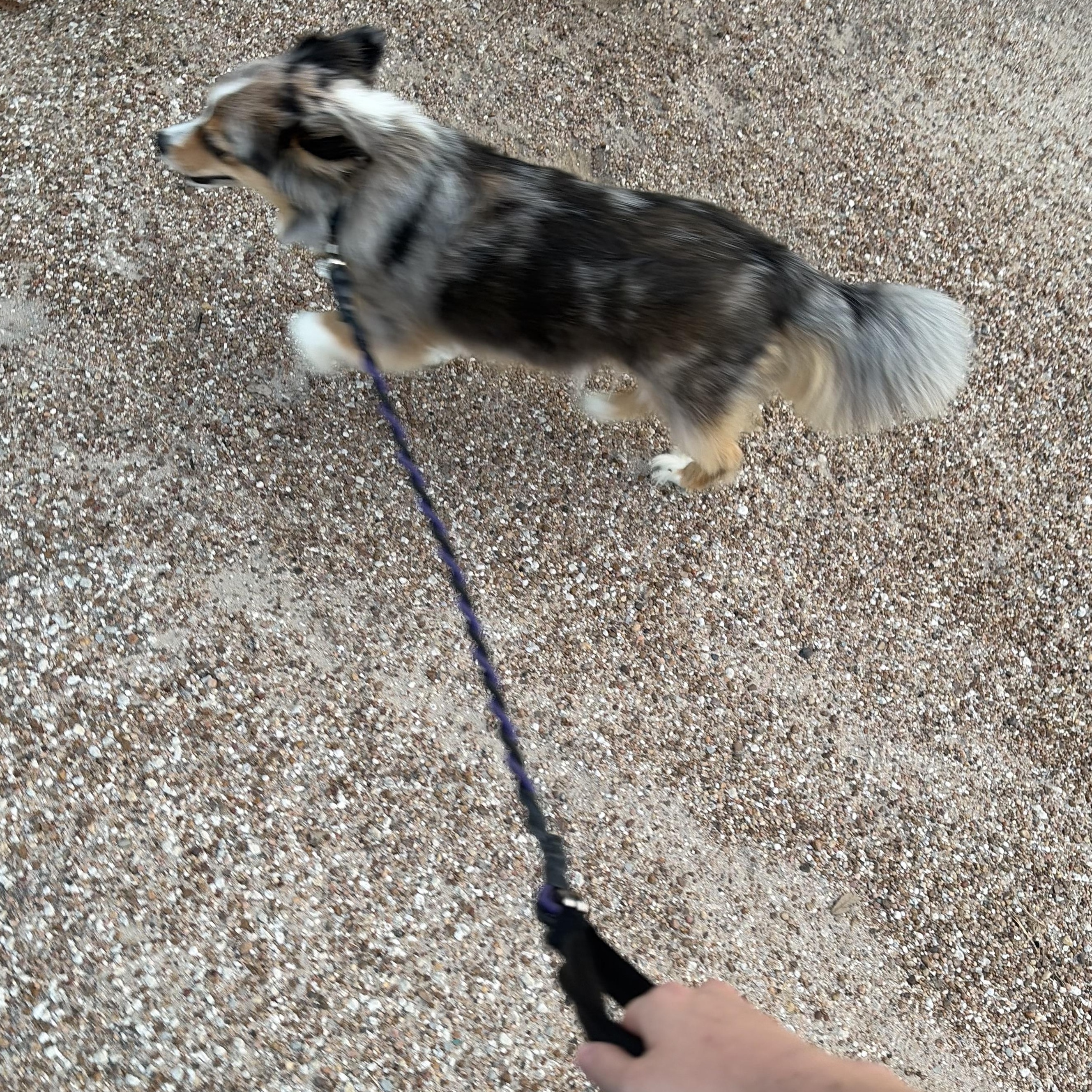 Enlarge Harlo - Mini Aussie, a Adoptable mixed breed in League City, TX image 3/6