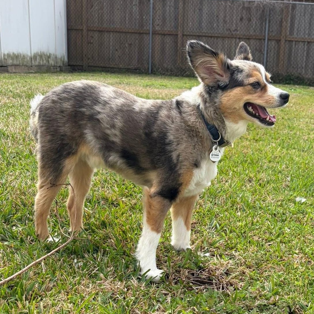 Harlo - Mini Aussie, Adoptable, Adult Male Australian Shepherd.