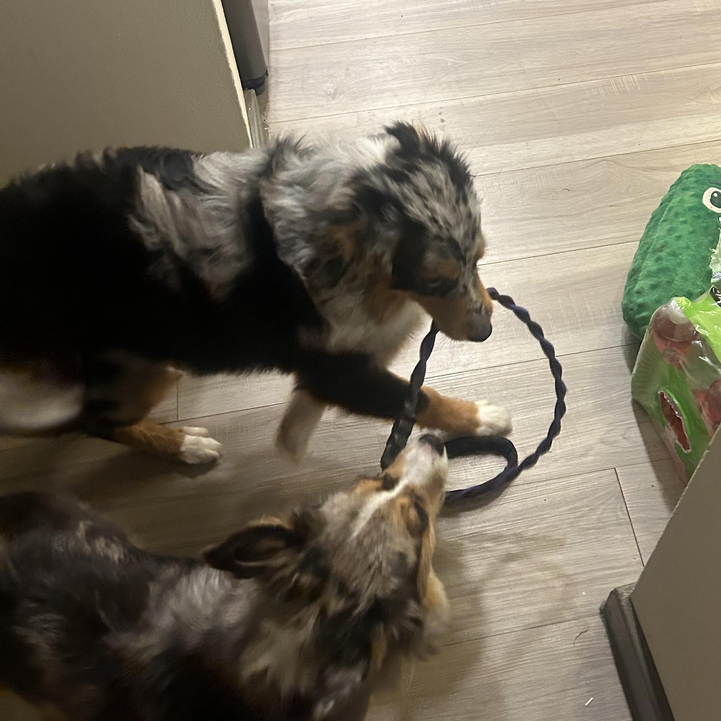 Enlarge Harlo - Mini Aussie, a Adoptable mixed breed in League City, TX image 4/6
