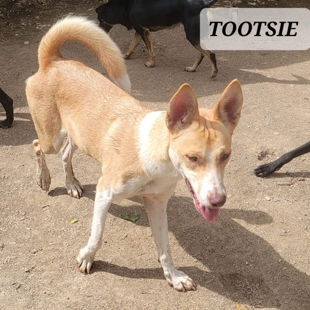 TOOTSIE, an adoptable Husky in Villalba, PR, 00766 | Photo Image 2