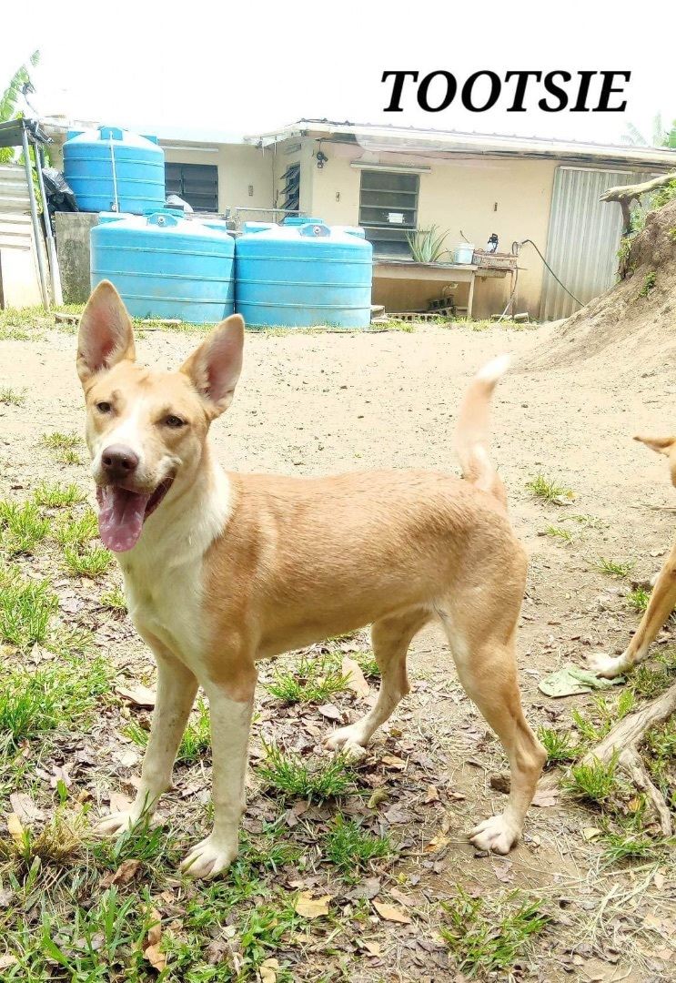 TOOTSIE, an adoptable Husky in Villalba, PR, 00766 | Photo Image 3