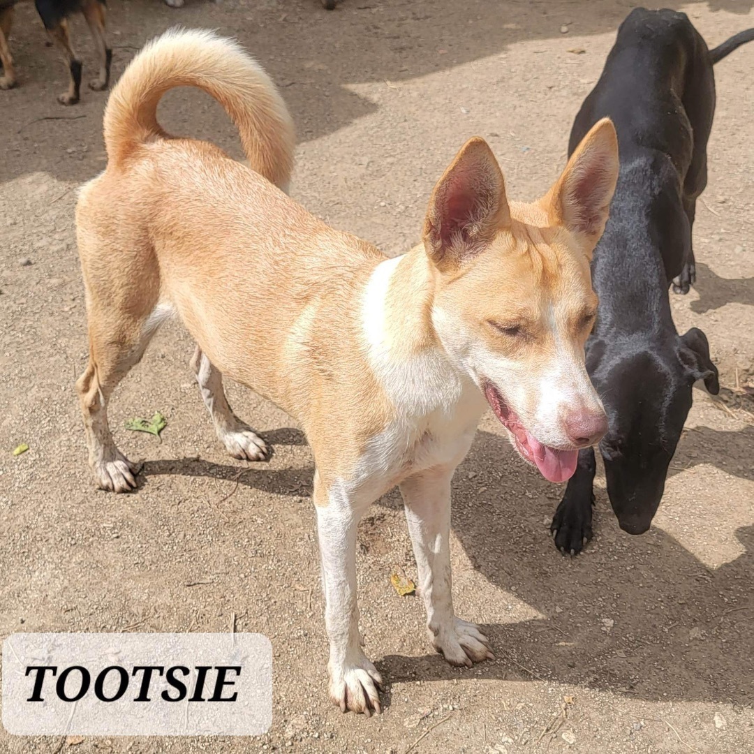 TOOTSIE, an adoptable Husky in Villalba, PR, 00766 | Photo Image 4