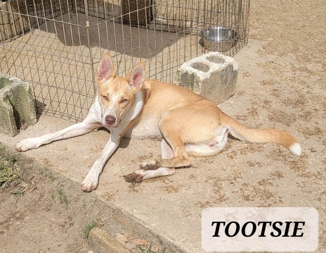 TOOTSIE, an adoptable Husky in Villalba, PR, 00766 | Photo Image 5
