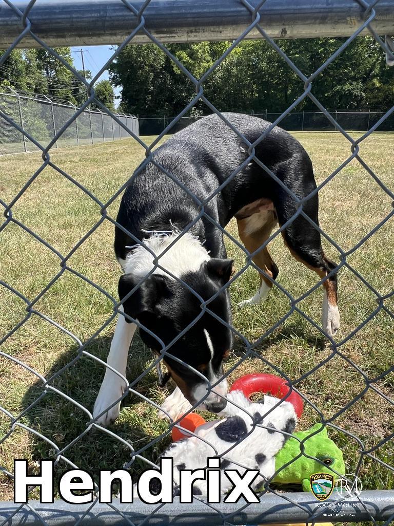 Hendrix, a Adoptable mixed breed in Rocky Mount, NC image 1/3