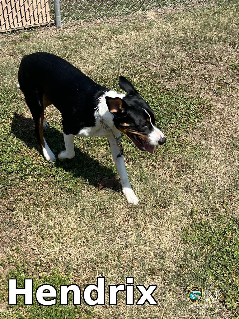 Hendrix, a Adoptable mixed breed in Rocky Mount, NC image 2/3