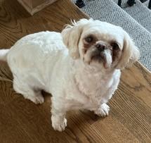Frankie, ADOPTABLE, Adult Male Shih Tzu.