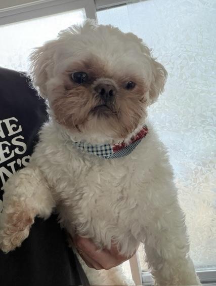 Frankie, ADOPTABLE, Adult Male Shih Tzu.