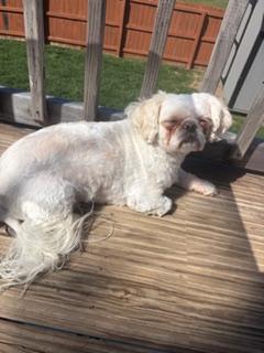 Enlarge Frankie, a ADOPTABLE Shih Tzu in Overland Park, KS image 3/3