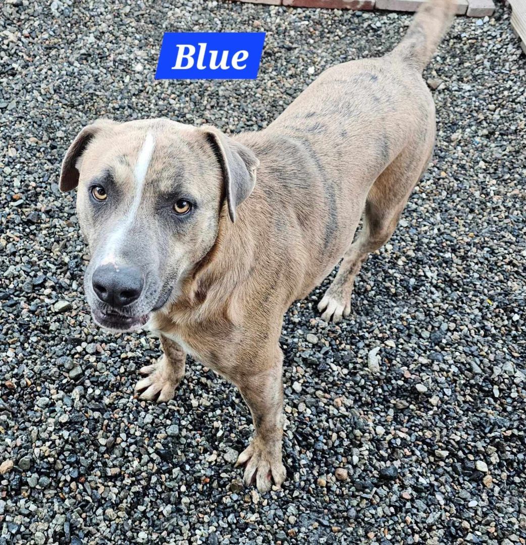Enlarge Blue, a Adoptable mixed breed in Wrightwood, CA image 1/1
