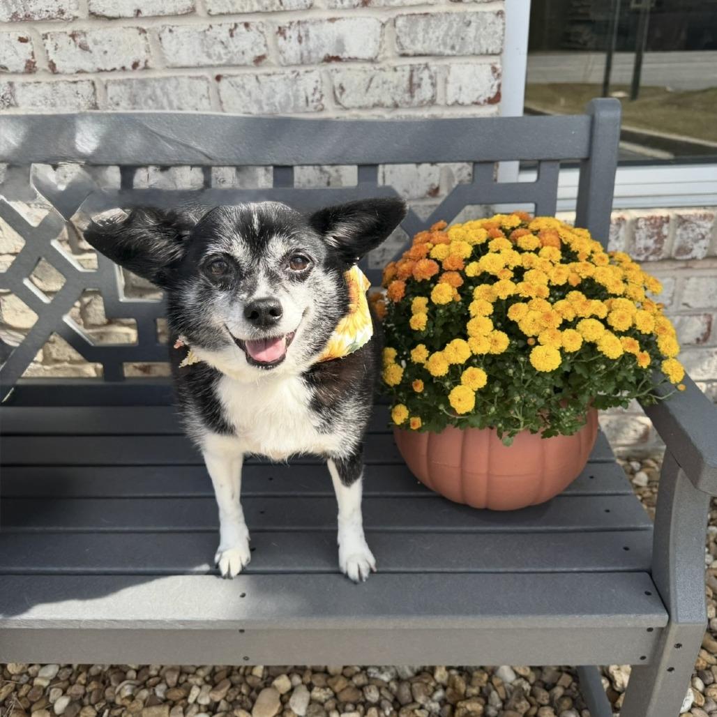 Chloe, Adoptable, Senior Female Chihuahua.