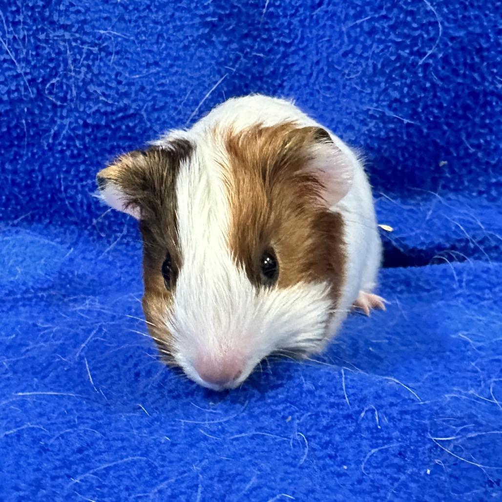 Enlarge Gem (bonded with Yuki), a Adoptable Guinea Pig in Decatur, GA image 1/3
