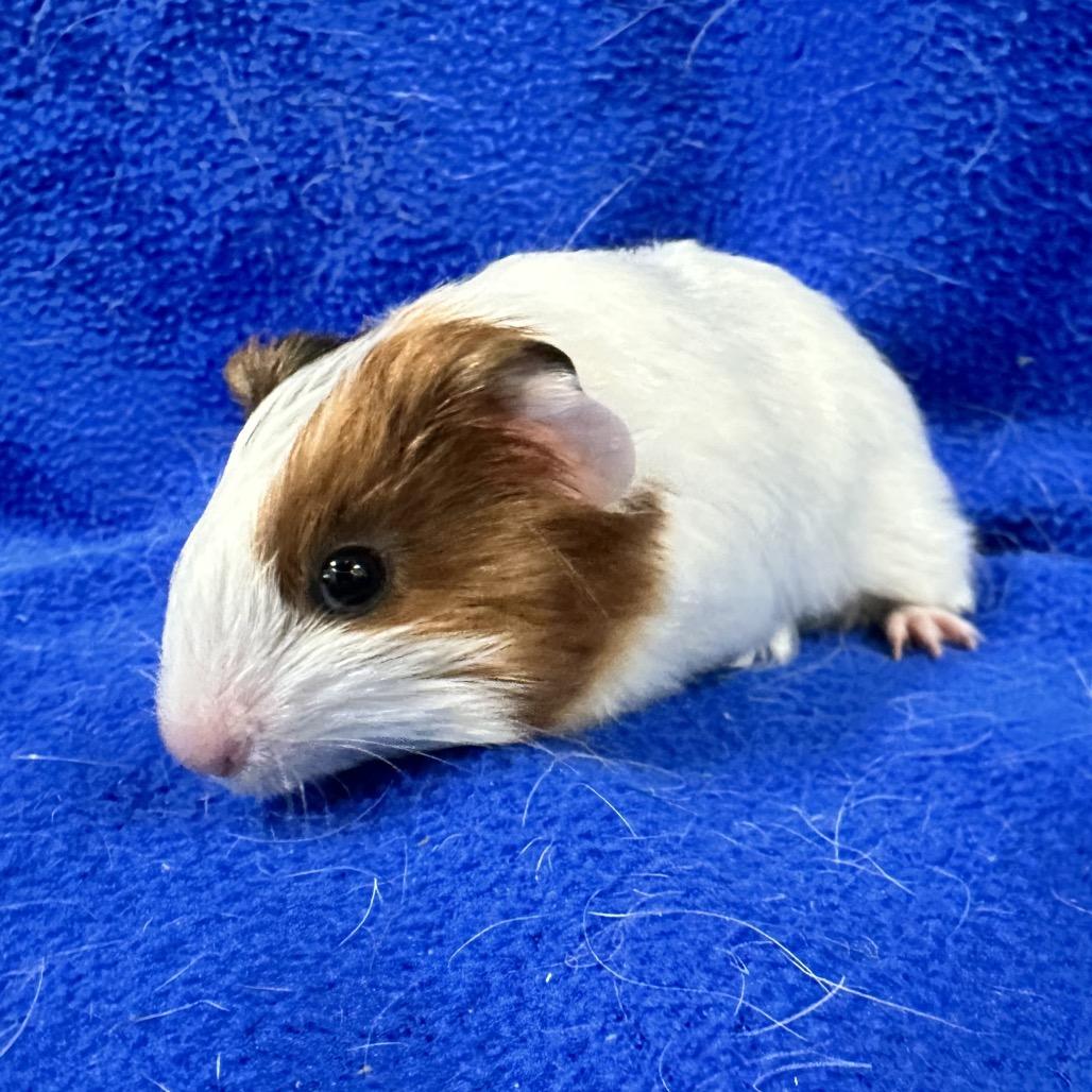 Enlarge Gem (bonded with Yuki), a Adoptable Guinea Pig in Decatur, GA image 2/3