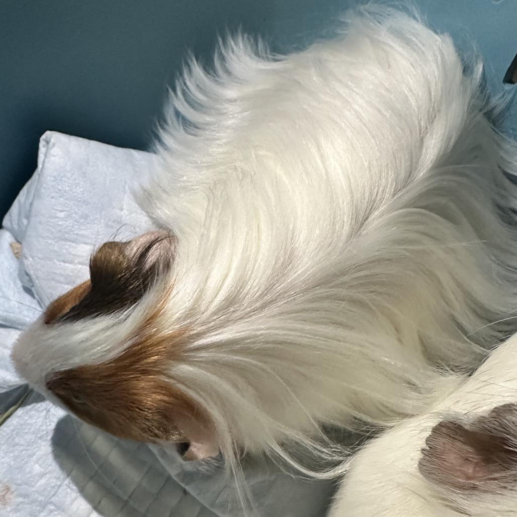 Enlarge Gem (bonded with Yuki), a Adoptable Guinea Pig in Decatur, GA image 3/3