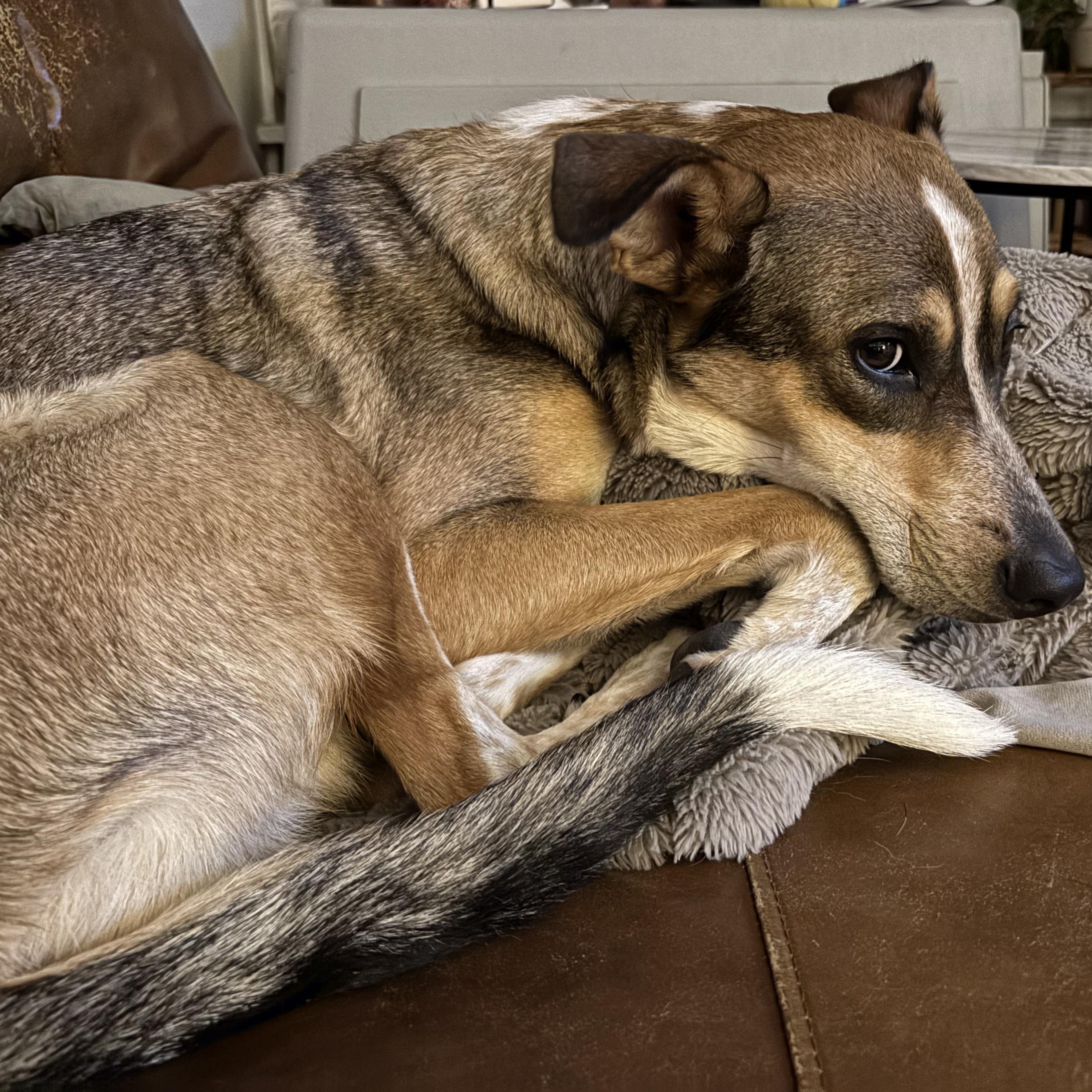 Vale, a ADOPTABLE mixed breed in Chicago, IL image 3/3