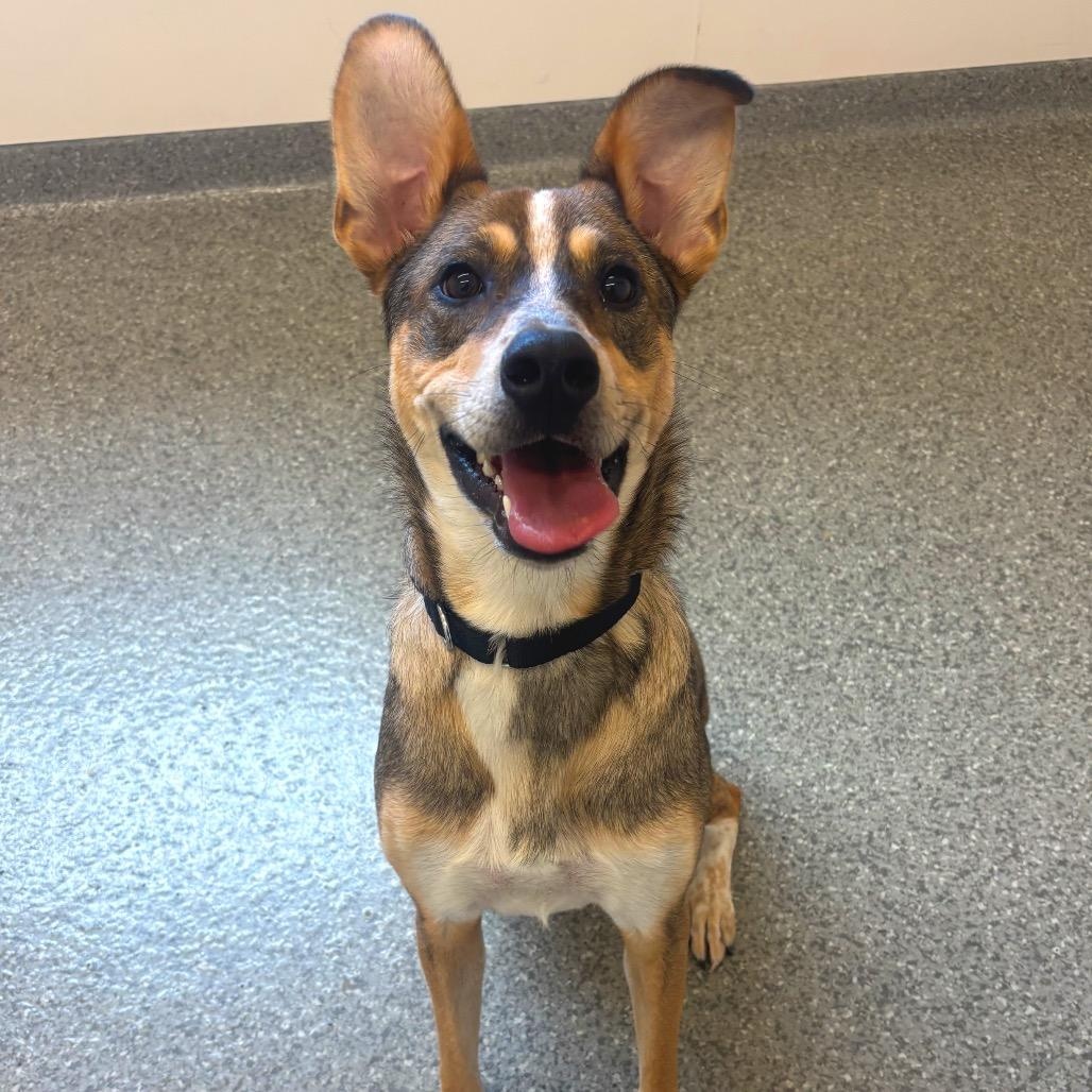 Vale, ADOPTABLE, Adult Female Mixed Breed.